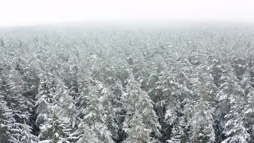 Aerial View of a Winter Snowcovered Pine Forest