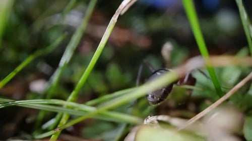 Ant Walks on Green Plants