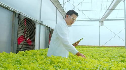 Scientist working in hydroponic greenhouse farm