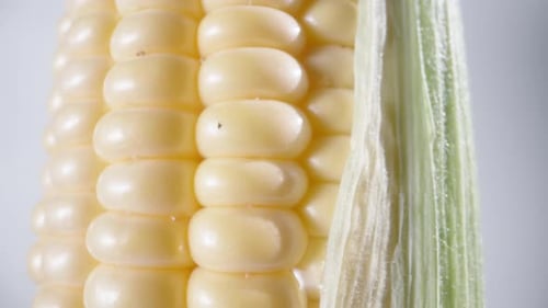 Corn cob with leaves on a white background, close-up, camera slide up.