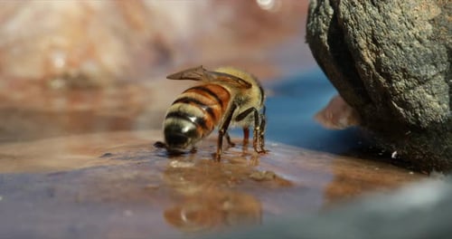 Honey bee sitting in shallow water, abdomen pulsating