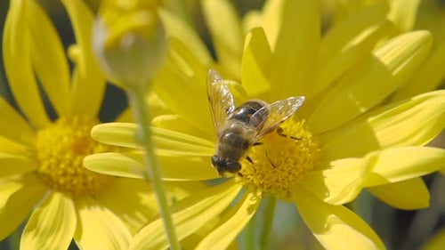 Bee Collecting Pollen on a Yellow Flower