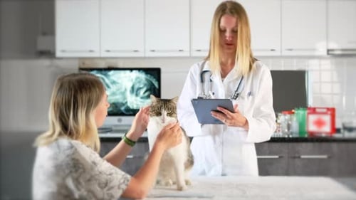 Vet Examines Cat with Owner in Modern Clinic