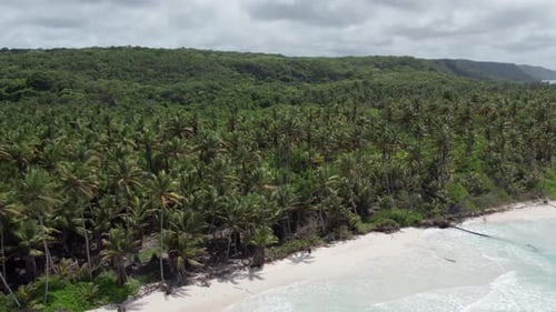 Beach Full Of Palm Trees Aerial View