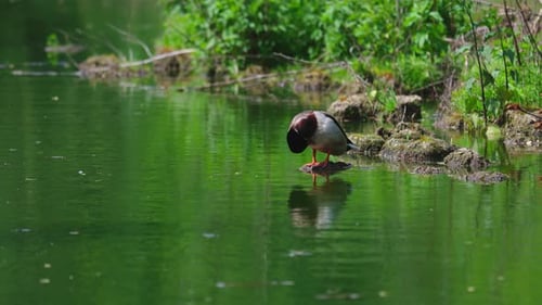 Ducks sleep, clean their feathers, eat algae. Ducks are beautifully reflected in water.