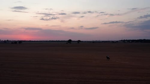 Aerial flight of agricultural countryside field and person riding horse after sunset in dusk. Silhou