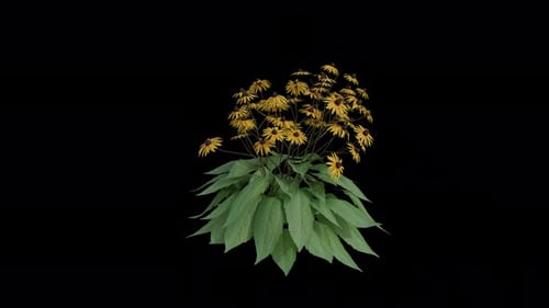 Orange Coneflower Plant blowing in the wind. Animated Flowering Plant. Alpha Channel. Loop Animation