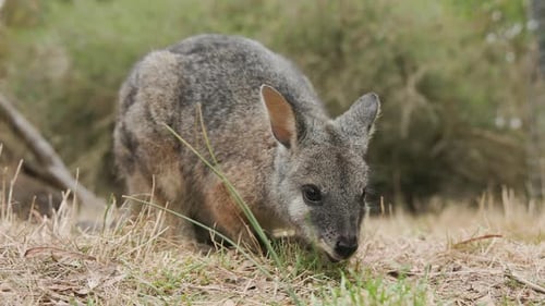 Wallaby ernährt sich von Gras aus nächster Nähe