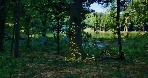 Lush Forest Landscape with Sunlight Filtering Through Trees and Water Nearby