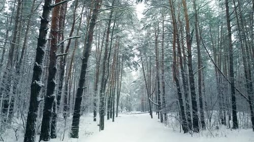 Winter Tree Forest Snow Nature Cold Travel Beautiful Weather