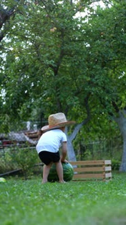 Caucasian toddler rolling big watermelon by the grass in the garden.