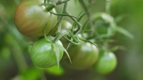 Tomaten in Trauben hingen an einem Ast. Gereifte grüne Tomaten