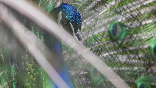 Brilliant Peacock Displaying Colorful Plumage