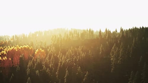 A Dense Forest with Towering Trees
