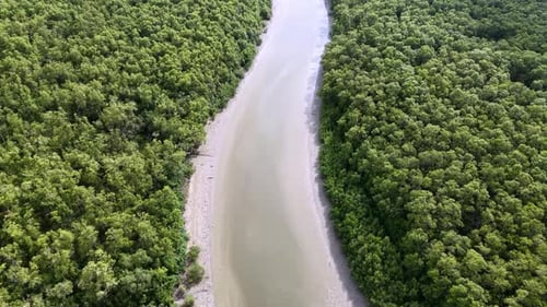 Aerial drone view of mangrove trees along river