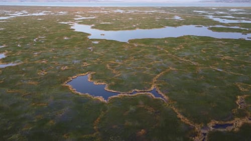 Fields of reeds on Lake Titicaca. Drone shot