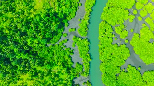 Aerial View of a Vibrant Green River Winding Through a Dense Tropical Forest and Flooded Vegetation