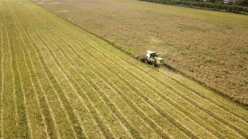 Aerial View of Combine Harvester Harvesting Large Ripe Wheat Field Agriculture From Drone View