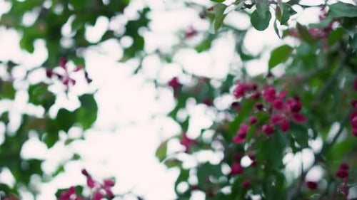 Closeup View of Tree Flowers Blossoming Against White Cloudy Sky. Peaceful Floral
