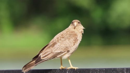 Eine Nahaufnahme einer Portraitaufnahme eines wilden Chimango, Caracara, Milvago Chimango, auf einer Metallstange auf einem W