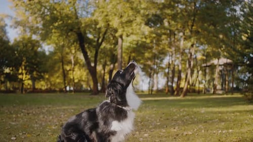 Dynamic Dog Deftly Catches Orange Ball Playing with Owner