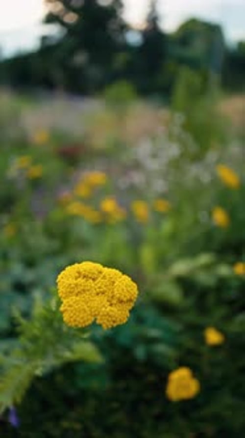 A Closeup View of a Vibrant Yellow Flower Beautifully Positioned in the Midst of a Lush Green Garden