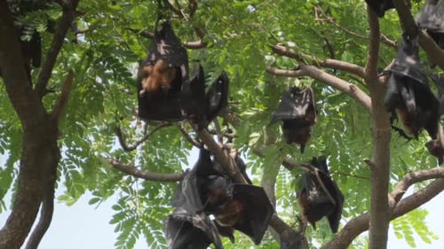 Vista de cerca de murciélagos frugívoros colgando de los árboles