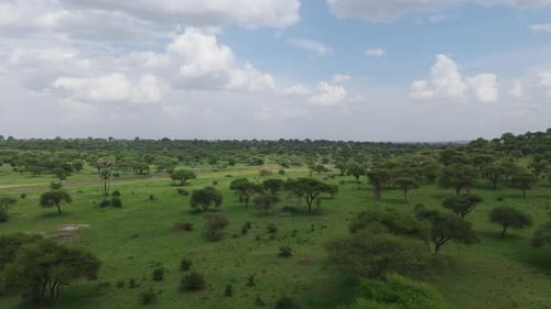 Drone shot of the landscape in Tarangire National Park