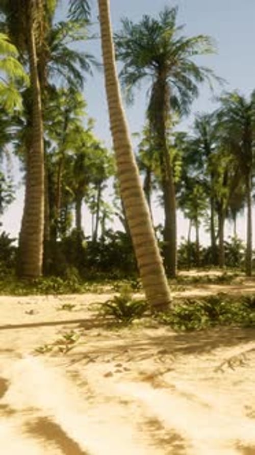 A Sandy Beach with Palm Trees and the Ocean in the Background