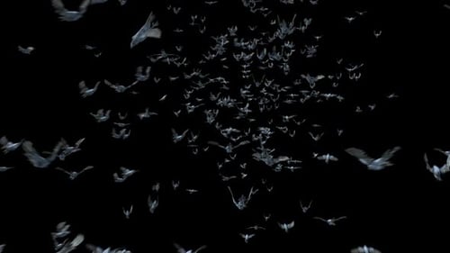 Flying Flock of Doves with Alpha Channel