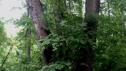 Lush Green Forest with Tall Trees and Fence