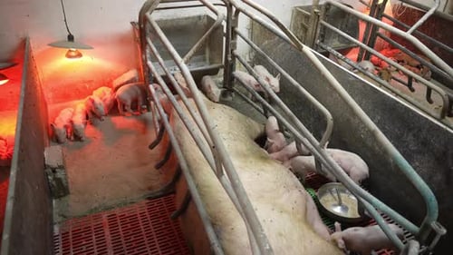 Les petits porcelets sucent le lait de leur mère