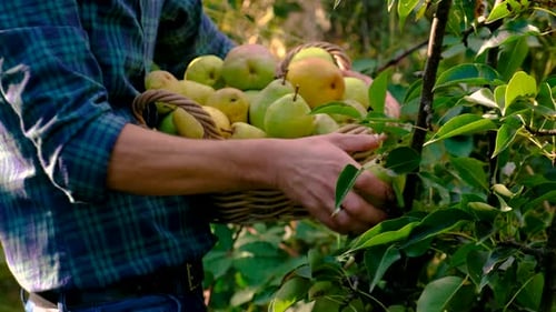 Farmer Harvesting Pears in the Garden Selective Focus
