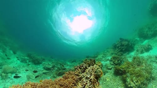 Underwater Scene with Coral Reef and Fishes