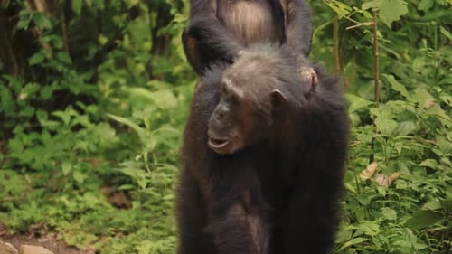 SLOW MOTION: Footage of chimpanzee carrying its baby on its back while walking.