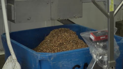 Small Shrimps Dropping into Crate on Scale, Automated Sorting Sea Food