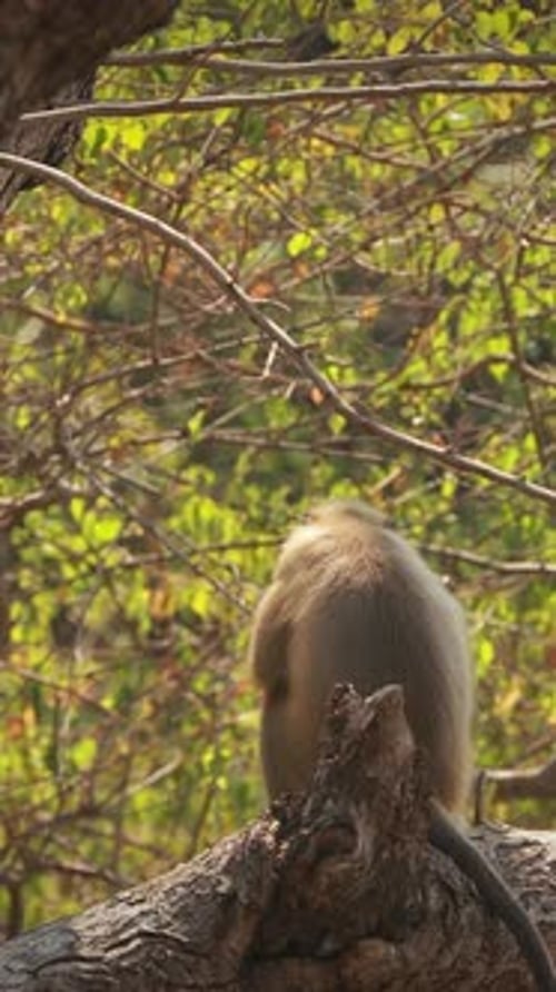 Kanica Goa India Gray Langur