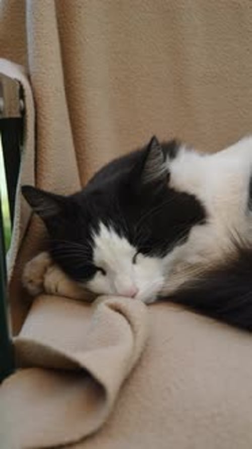 Cat Napping Peacefully on Blanket Indoors