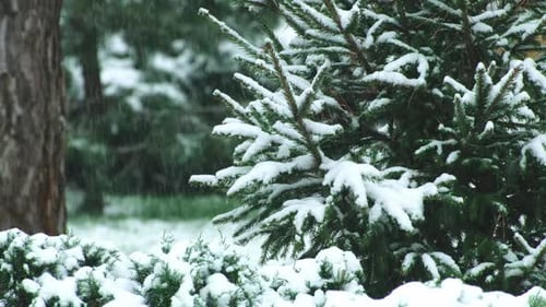 Winter scenery with snow falling on fir tree branch