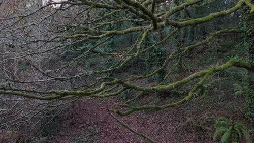 Green Moss Covered Tree Branches In The Forest In San Crimenzo, Dumbría, Spain - Drone Shot