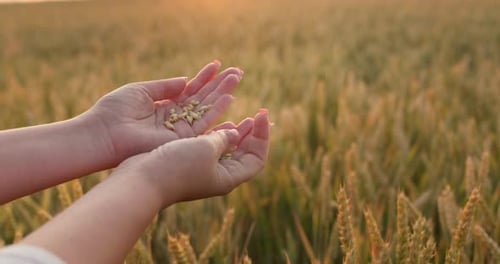 A Farmer Woman Holds a Handful of Grain on the Background of a Wheat Field Selection and Quality