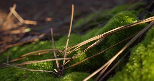 Slow slider backwards shot of moss and dry pine leaves in forest. Close up
