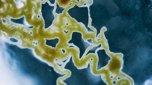 Slime mold