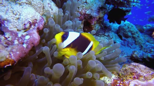 Tropical Clownfish