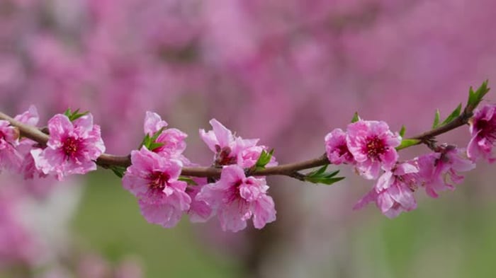 Flowering Tree Branch with Pink Blossoms Against Blue Sky, Nature Stock ...