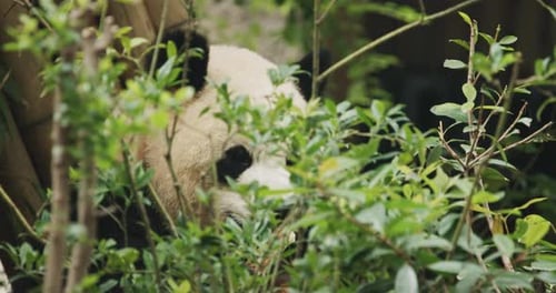 Giant Panda Eating Amongst Green Plants