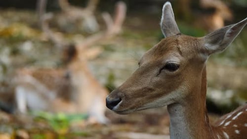 Fallow Deer in Forest