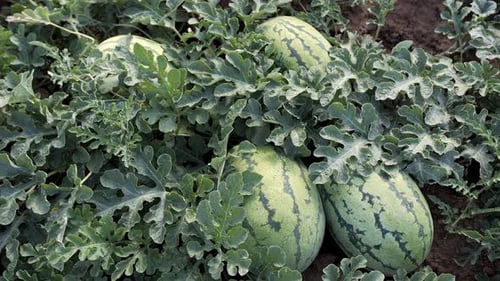 Nahaufnahme reifer Wassermelonen, die auf einem Feld zwischen grünen Reben wachsen