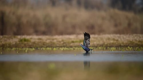 The grey Headed Swamphen Taking off