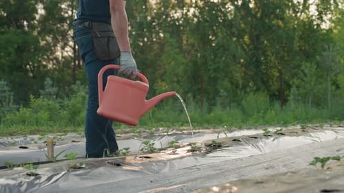 Männlicher Gärtner gießt Erdbeersämlinge über schwarzen Mulchreihen im sonnenbeschienenen Feld